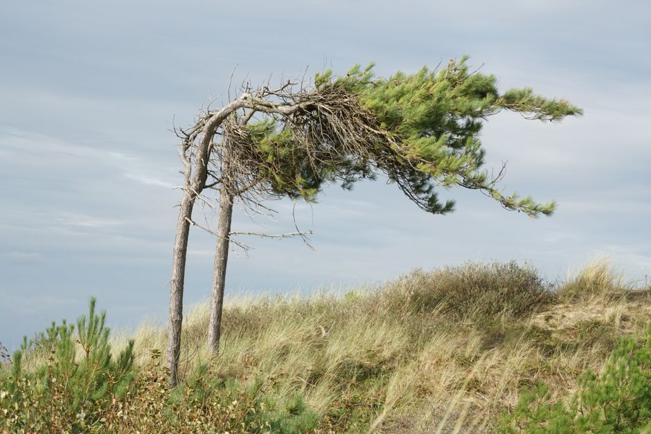 Two pine trees bent by the wind on a grassy coastal dune, under a cloudy sky.