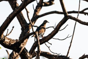A dove sits calmly on a leafless branch, basking in daylight.