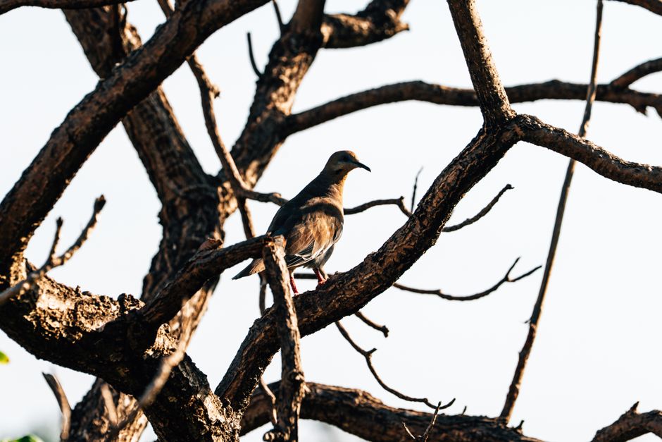 A dove sits calmly on a leafless branch, basking in daylight.