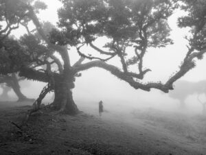A solitary figure walks through a foggy forest, creating a surreal and mysterious atmosphere.
